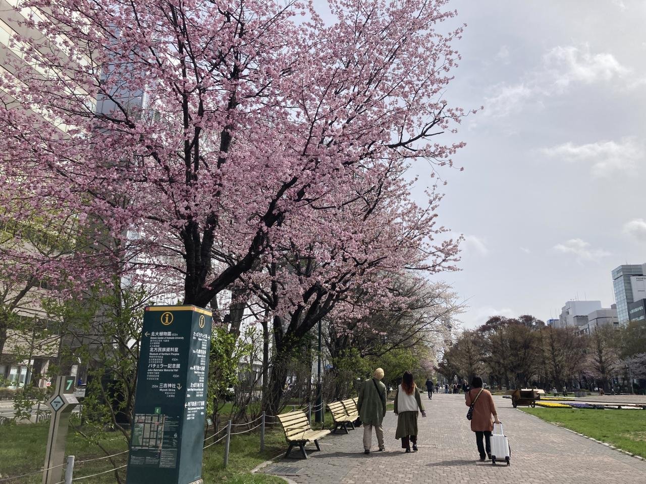 cherry blossom full bloom